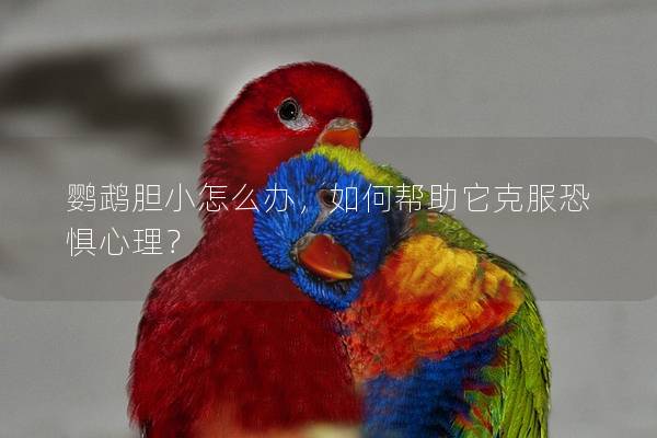 鹦鹉胆小怎么办，如何帮助它克服恐惧心理？