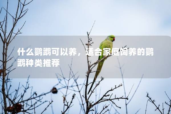 什么鹦鹉可以养，适合家庭饲养的鹦鹉种类推荐