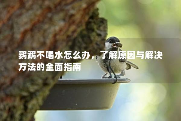 鹦鹉不喝水怎么办，了解原因与解决方法的全面指南