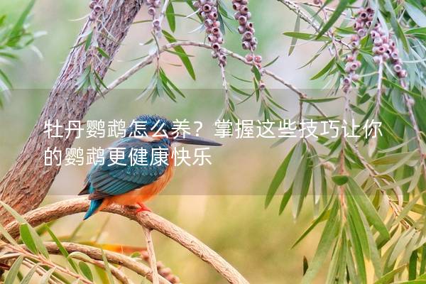 牡丹鹦鹉怎么养？掌握这些技巧让你的鹦鹉更健康快乐