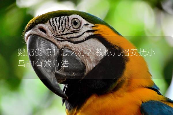 鹦鹉受惊吓怎么办？教你几招安抚小鸟的有效方法