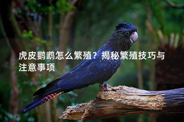 虎皮鹦鹉怎么繁殖？揭秘繁殖技巧与注意事项