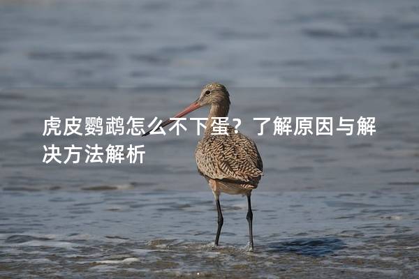 虎皮鹦鹉怎么不下蛋？了解原因与解决方法解析