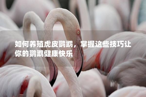 如何养殖虎皮鹦鹉，掌握这些技巧让你的鹦鹉健康快乐