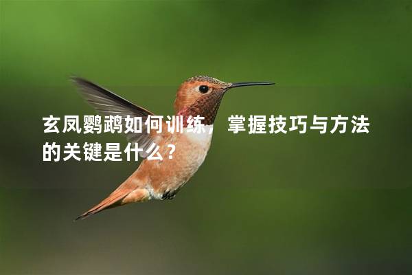 玄凤鹦鹉如何训练，掌握技巧与方法的关键是什么？