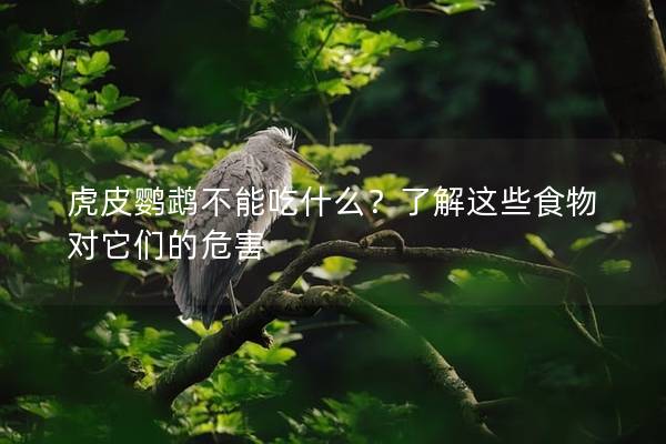 虎皮鹦鹉不能吃什么？了解这些食物对它们的危害