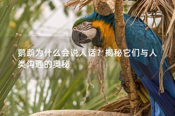 鹦鹉为什么会说人话？揭秘它们与人类沟通的奥秘