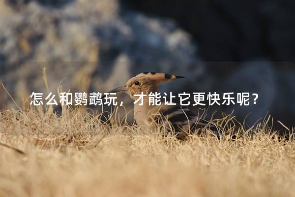 怎么和鹦鹉玩，才能让它更快乐呢？