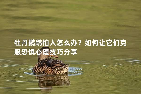 牡丹鹦鹉怕人怎么办？如何让它们克服恐惧心理技巧分享