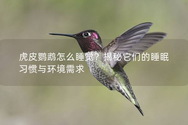 虎皮鹦鹉怎么睡觉？揭秘它们的睡眠习惯与环境需求