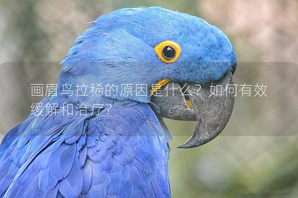 画眉鸟拉稀的原因是什么？如何有效缓解和治疗？