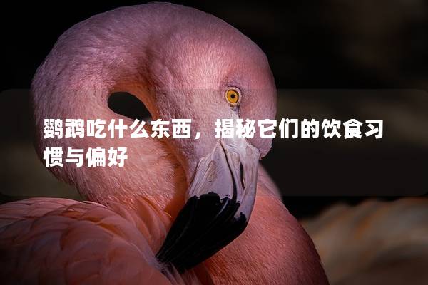 鹦鹉吃什么东西，揭秘它们的饮食习惯与偏好