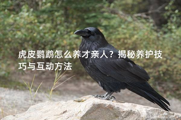虎皮鹦鹉怎么养才亲人？揭秘养护技巧与互动方法