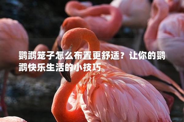 鹦鹉笼子怎么布置更舒适？让你的鹦鹉快乐生活的小技巧