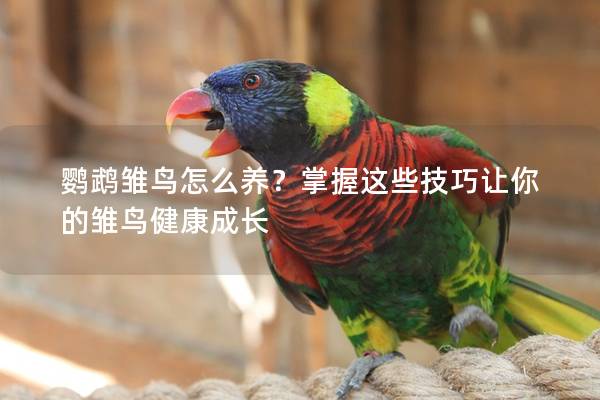 鹦鹉雏鸟怎么养？掌握这些技巧让你的雏鸟健康成长