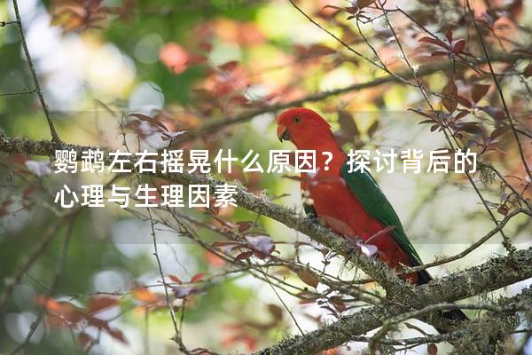 鹦鹉左右摇晃什么原因？探讨背后的心理与生理因素