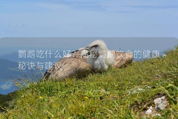 鹦鹉吃什么好？揭秘鹦鹉饮食的健康秘诀与建议