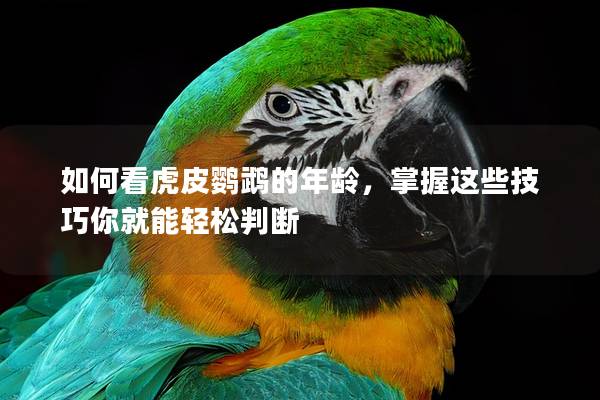 如何看虎皮鹦鹉的年龄，掌握这些技巧你就能轻松判断