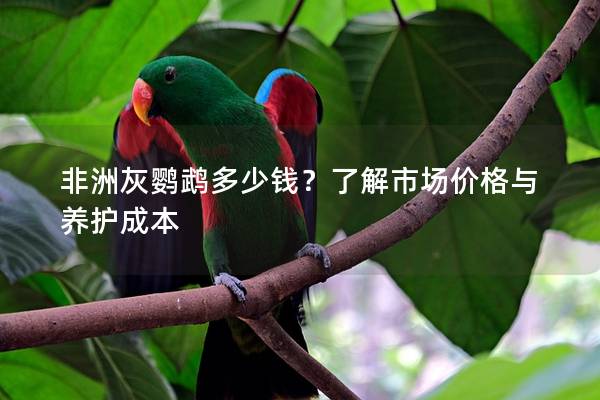 非洲灰鹦鹉多少钱？了解市场价格与养护成本