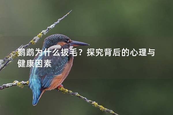 鹦鹉为什么拔毛？探究背后的心理与健康因素