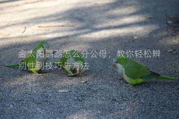 金太阳鹦鹉怎么分公母，教你轻松辨别性别技巧与方法