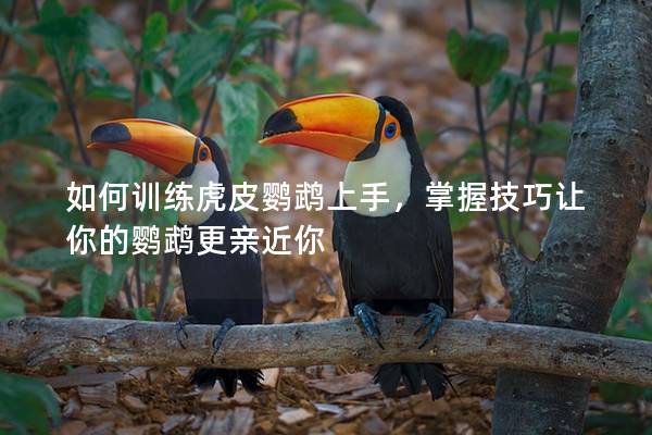如何训练虎皮鹦鹉上手，掌握技巧让你的鹦鹉更亲近你