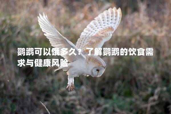 鹦鹉可以饿多久？了解鹦鹉的饮食需求与健康风险