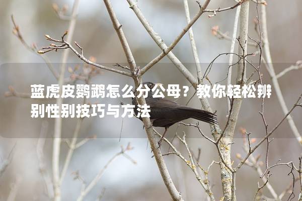 蓝虎皮鹦鹉怎么分公母？教你轻松辨别性别技巧与方法