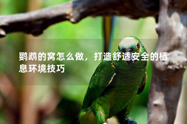 鹦鹉的窝怎么做，打造舒适安全的栖息环境技巧
