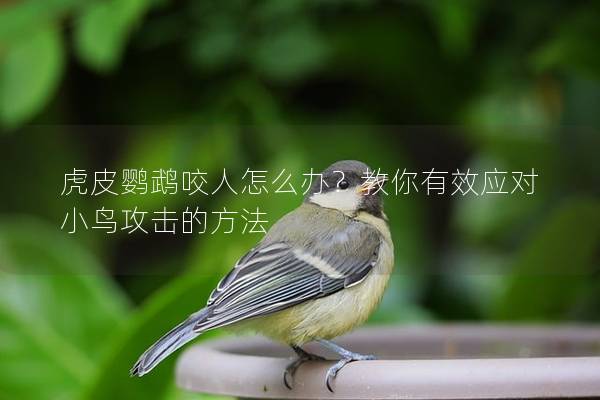虎皮鹦鹉咬人怎么办？教你有效应对小鸟攻击的方法