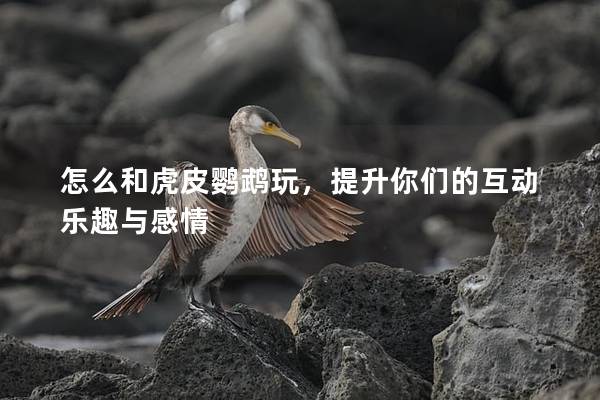 怎么和虎皮鹦鹉玩，提升你们的互动乐趣与感情
