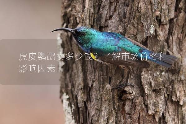 虎皮鹦鹉卖多少钱？了解市场价格和影响因素