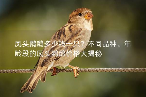 凤头鹦鹉多少钱一只？不同品种、年龄段的凤头鹦鹉价格大揭秘