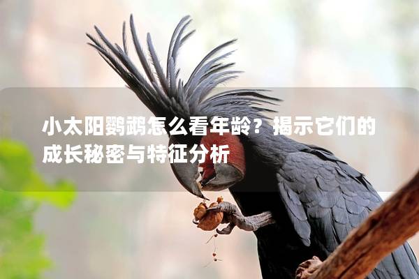 小太阳鹦鹉怎么看年龄？揭示它们的成长秘密与特征分析