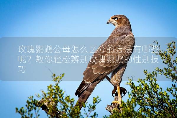 玫瑰鹦鹉公母怎么区分的方法有哪些呢？教你轻松辨别玫瑰鹦鹉的性别技巧