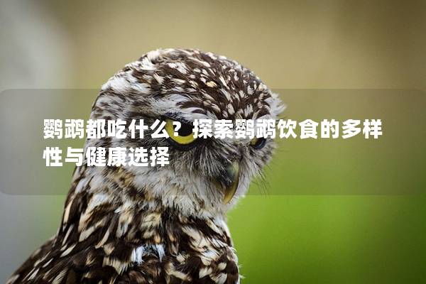 鹦鹉都吃什么？探索鹦鹉饮食的多样性与健康选择