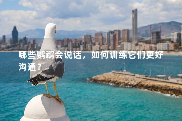哪些鹦鹉会说话，如何训练它们更好沟通？