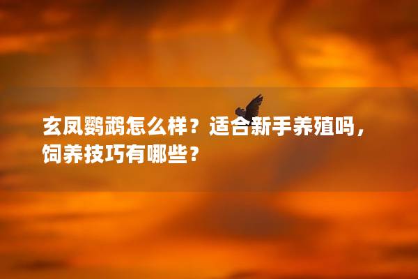 玄凤鹦鹉怎么样？适合新手养殖吗，饲养技巧有哪些？