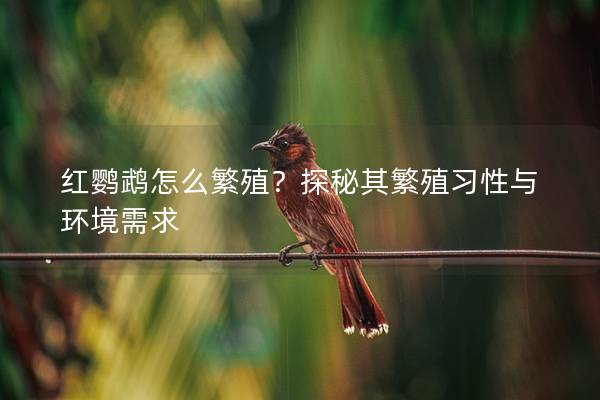 红鹦鹉怎么繁殖？探秘其繁殖习性与环境需求