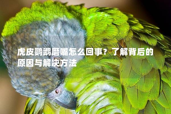 虎皮鹦鹉磨嘴怎么回事？了解背后的原因与解决方法