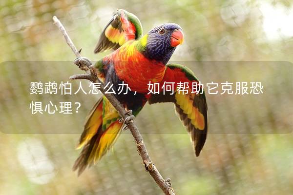 鹦鹉怕人怎么办，如何帮助它克服恐惧心理？