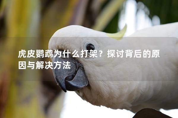 虎皮鹦鹉为什么打架？探讨背后的原因与解决方法