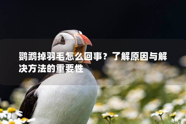 鹦鹉掉羽毛怎么回事？了解原因与解决方法的重要性