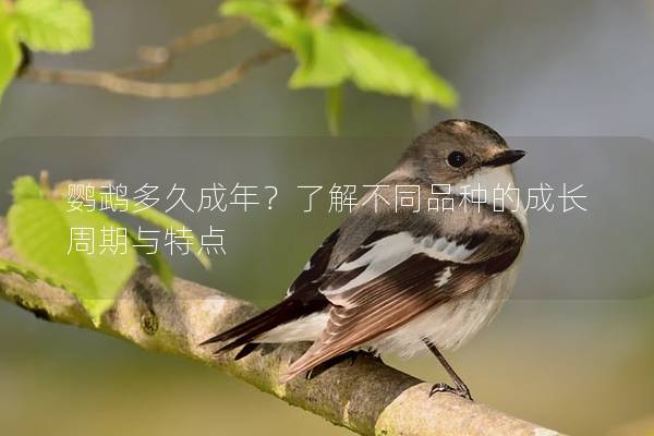 鹦鹉多久成年？了解不同品种的成长周期与特点