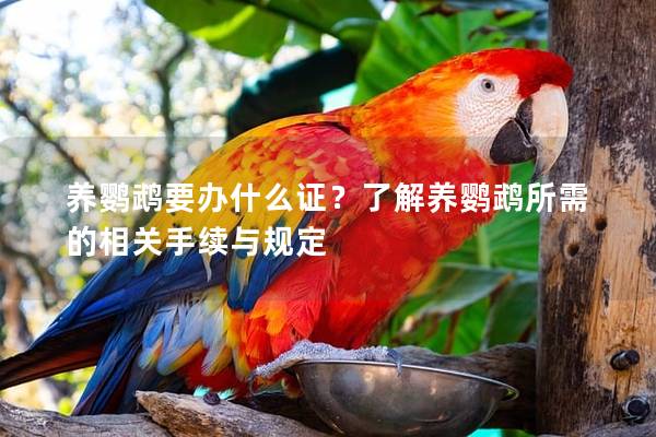 养鹦鹉要办什么证？了解养鹦鹉所需的相关手续与规定
