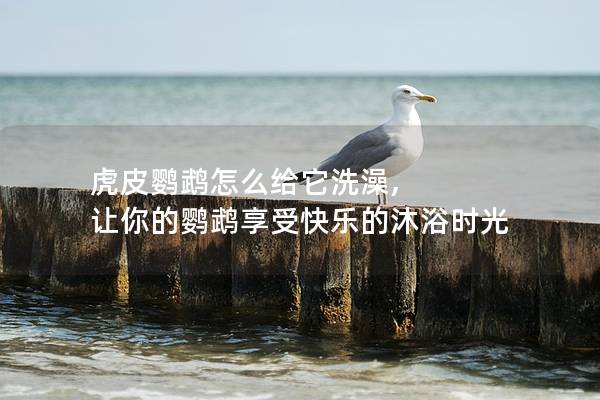 虎皮鹦鹉怎么给它洗澡, 让你的鹦鹉享受快乐的沐浴时光