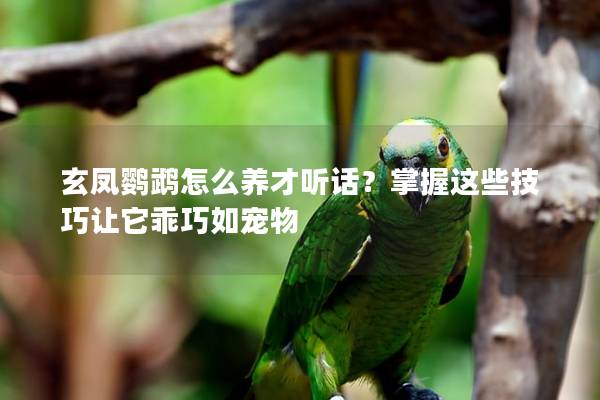 玄凤鹦鹉怎么养才听话？掌握这些技巧让它乖巧如宠物