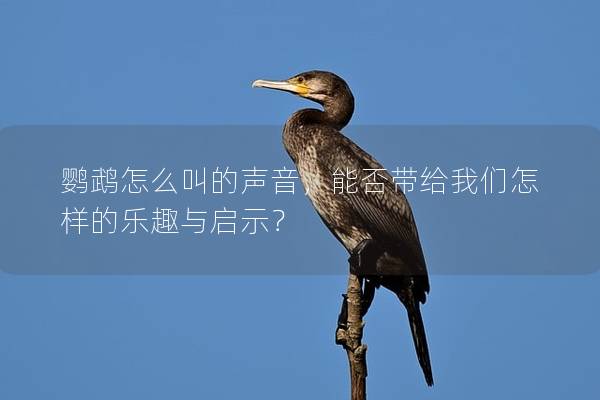 鹦鹉怎么叫的声音，能否带给我们怎样的乐趣与启示？