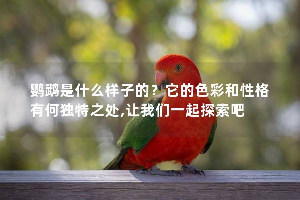 鹦鹉是什么样子的？它的色彩和性格有何独特之处,让我们一起探索吧