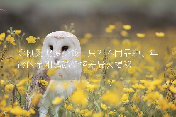 金刚鹦鹉多少钱一只？不同品种、年龄的金刚鹦鹉价格差异大揭秘